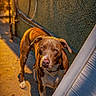 alley, animal, brown_dog, canine, collar, curious, daylight, dog, golden_hour, metal_surface, outdoor, pet, shadow, standing, street, sunlight, texture, urban, wall, white_paws