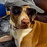 dog, sunglasses, cap, brown_and_white, pet, indoor, carpet, collar, relaxed, furniture, living_room, canine, portrait, accessory, cute, animal, laying_down, close_up, fashion, domestic_animal