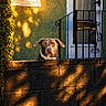 dog, brick_wall, house, window, door, mailbox, sunlight, shadow, green_wall, fence, pet, outdoor, residential, animal, curious, golden_hour, nature, daylight, quiet, home
