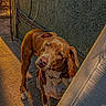 animal, brown_dog, cable, canine, collar, curious, daylight, dog, fence, looking_up, outdoor, pet, shadow, sidewalk, street, sunlight, texture, tilted_head, wall, white_dog