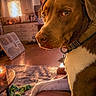 brown_dog, cabinet, candle, collar, couch, curtains, daylight, dog, indoor, kitchen, leather, living_room, pet, rope_toy, rug, table, toy, white_paws, window, wood_floor