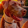 animal, backyard, canine, closeup, clouds, collar, dog, evening, fur, happy, nature, outdoor, pet, portrait, sky, sunlight, sunset, table, tongue_out, warm_light