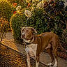 brown_dog, bushes, collar, daytime, dog, flowers, garden, golden_hour, greenery, house, nature, outdoor, pathway, pets, plants, shadow, sidewalk, sunlight, white_dog, window
