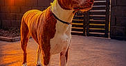 Atlas joined the competition — help win amazing prizes! animal, backyard, building, calm, clouds, collar, dog, evening, fence, gate, nature, orange_sky, outdoor, pavement, pet, shadow, standing, sunset, tree, warm_light