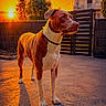 animal, backyard, building, calm, clouds, collar, dog, evening, fence, gate, nature, orange_sky, outdoor, pavement, pet, shadow, standing, sunset, tree, warm_light