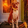 animal, brown_and_white, calm, canine, collar, dog, door, doormat, flowers, home, outdoor, pet, porch, railing, reflection, shadow, sitting, sunset, tiles, warm_light