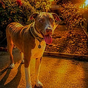 Atlas joined the competition — help win amazing prizes! dog, outdoor, sunset, golden_hour, flower, pathway, tongue_out, collar, pet, happy, animal, nature, garden, sunlight, shadow, house, greenery, summer, warm, daytime