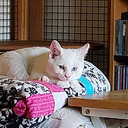 Ben joined the competition — help win amazing prizes! animal, blue_eyes, cat, cds, cozy, cute, feline, fur, home, indoor, kitten, patterned_fabric, pet, quilt, relaxed, resting, shelf, table, white_cat, wooden_table