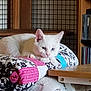 animal, blue_eyes, cat, cds, cozy, cute, feline, fur, home, indoor, kitten, patterned_fabric, pet, quilt, relaxed, resting, shelf, table, white_cat, wooden_table