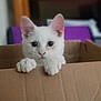 Ben joined the competition — help win amazing prizes! animal, cardboard_box, cat, close_up, curious, cute, domestic_animal, ears, face, feline, indoor, kitten, looking, paws, pet, playful, soft, whiskers, white_cat, young