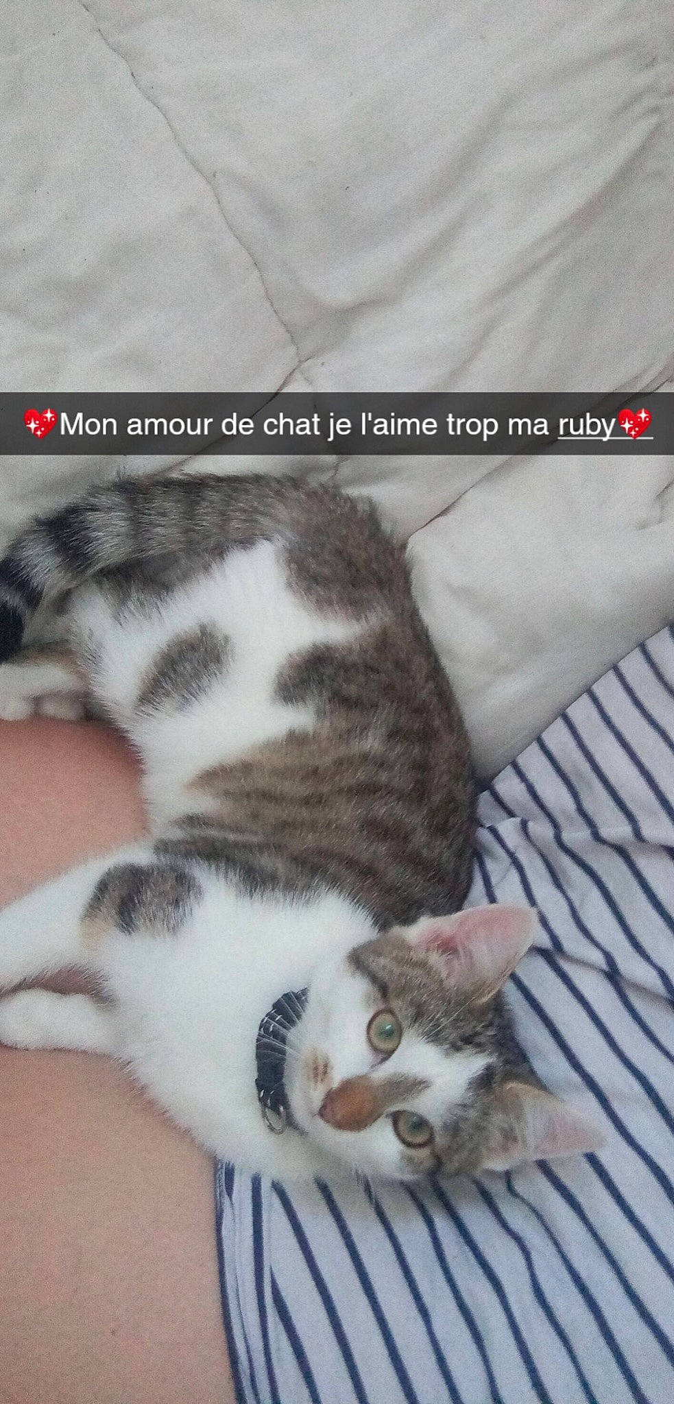 Ruby participe au concours pour gagner de l'argent avec cette photo : aegean_cat, american_shorthair, american_wirehair, asian, carnivore, cat, domestic_short_haired_cat, european_shorthair, felidae, kitten, mammal, nap, paw, photo_caption, polydactyl_cat, sleep, small_to_medium_sized_cats, tabby_cat, tail, whiskers