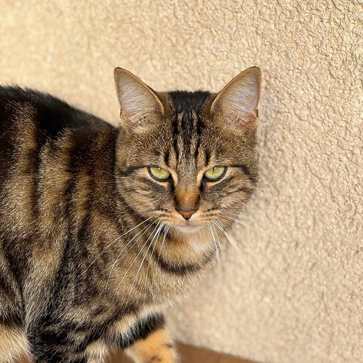 Django a rejoint le concours — aidez-le/la à gagner de superbes lots ! animal, beige_wall, cardboard, cat, closeup, curious, feline, focused, fur, green_eyes, indoor, mammal, pet, portrait, soft_light, standing, striped, tabby_cat, texture, whiskers