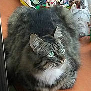 Mittens is registered to the contest to win money with this photo: cat, tabby_cat, green_eyes, fluffy, feline, pet, indoor, wooden_surface, lego, toys, playful, animal, curious, looking_away, close_up, domestic_cat, striped_fur, whiskers, relaxed, household
