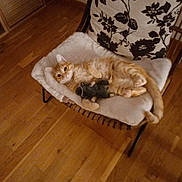 Oki a rejoint le concours — aidez-le/la à gagner de superbes lots ! cat, orange_tabby, pet, chair, cushion, wooden_floor, plush_toy, indoor, relaxed, lying_down, staring, cozy, pillow, furniture, domestic, whiskers, paws, tail, blanket, patterned_pillow