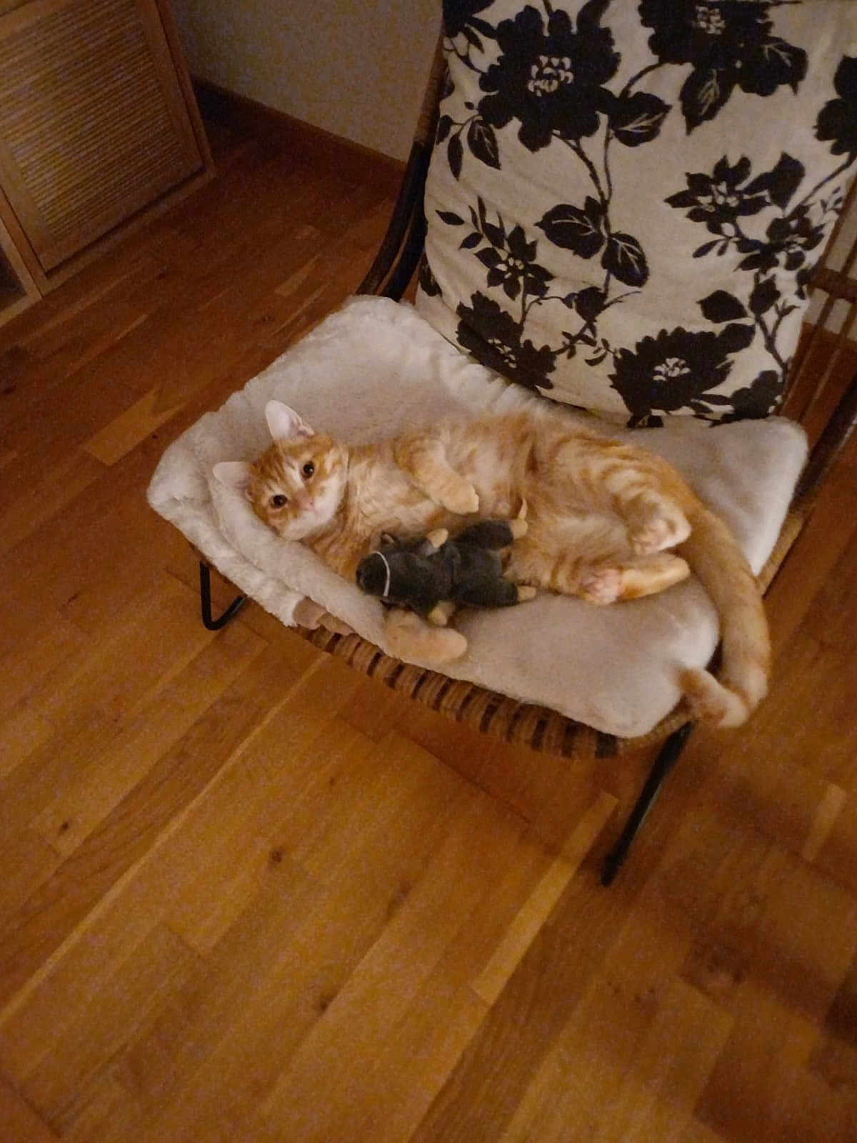 Oki a rejoint le concours — aidez-le/la à gagner de superbes lots ! cat, orange_tabby, pet, chair, cushion, wooden_floor, plush_toy, indoor, relaxed, lying_down, staring, cozy, pillow, furniture, domestic, whiskers, paws, tail, blanket, patterned_pillow