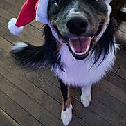 Rock participe au concours pour gagner de l'argent avec cette photo : dog, santa_hat, holiday, smiling, pet, indoor, wooden_floor, black_fur, white_fur, brown_fur, canine, cute, festive, animal, portrait, looking_up, happy, tongue_out, christmas, fur