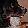 Rock participe au concours pour gagner de l'argent avec cette photo : dog, side_profile, black_fur, white_fur, brown_fur, fluffy, pet, indoor, floor_tiles, shadow, door, closeup, animal, canine, looking, portrait, paw, snout, whiskers, curious