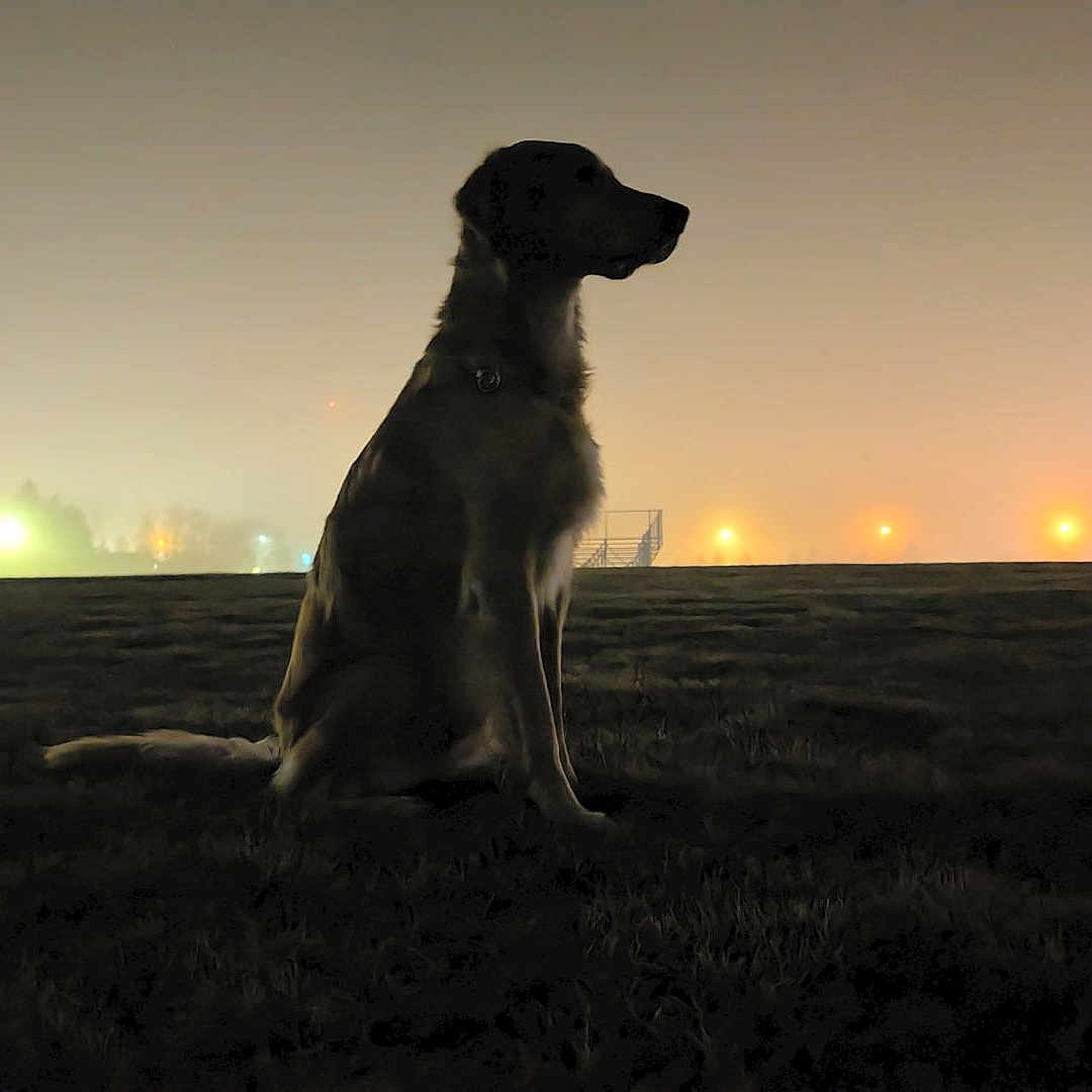 Oakley joined the competition — help win amazing prizes! animal, canine, dog, grass, hound, labradorretriever, landscape, light, nature, night, outdoors, pet, plant, puppy, silhouette, sky, sun, sunlight, sunrise, sunset