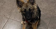 Rex participe au concours pour gagner de l'argent avec cette photo : dog, puppy, german_shepherd, floor, tile, indoor, pet, canine, fur, ears, sitting, looking_up, curious, young, animal, companion, domestic, cute, adorable, brown
