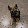 dog, puppy, german_shepherd, floor, tile, indoor, pet, canine, fur, ears, sitting, looking_up, curious, young, animal, companion, domestic, cute, adorable, brown