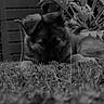 puppy, dog, grass, outdoor, black_and_white, plants, garden, young_dog, fur, animal, pet, nature, close_up, laying_down, curious, ears, face, canine, background, texture