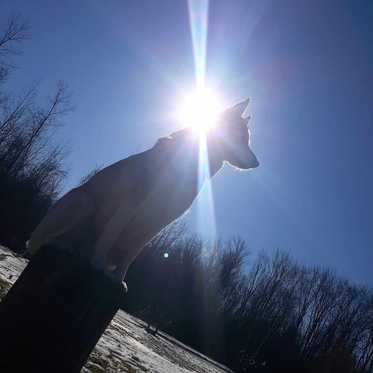 Mika