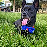 dog, black_dog, grass, bow_tie, tongue_out, outdoor, happy, pet, canine, nature, greenery, sunny_day, ears_up, closeup, animal, playing, summer, park, smiling, domestic_animal