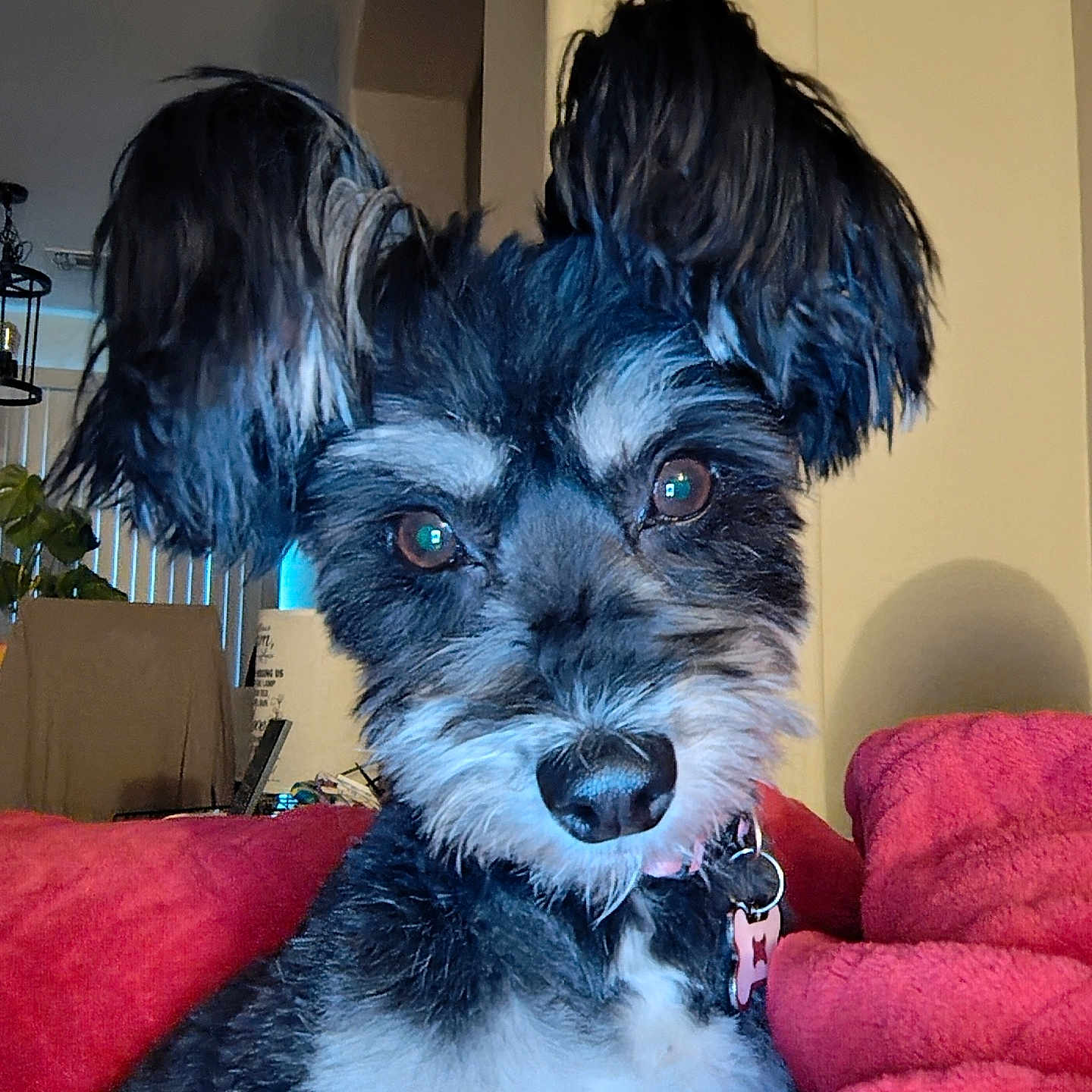 Brownie joined the competition — help win amazing prizes! animal, black_and_white, blanket, canine, close_up, collar, companion, couch, cute, dog, domestic_animal, face, fluffy_ears, friendly, fur, household, indoor, living_room, pet, portrait