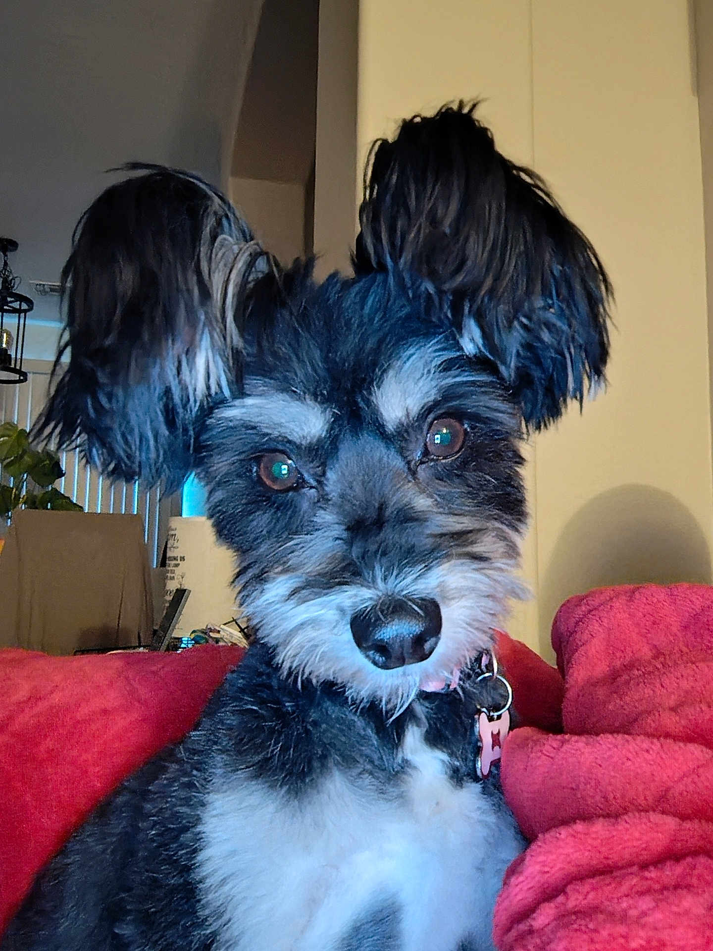Brownie joined the competition — help win amazing prizes! dog, pet, black_and_white, fluffy_ears, collar, indoor, couch, blanket, close_up, cute, animal, fur, face, living_room, domestic_animal, canine, portrait, friendly, companion, household