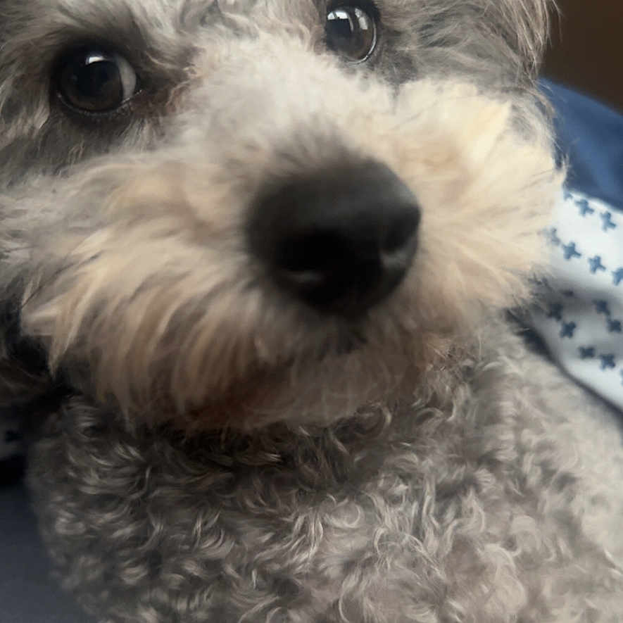Boo