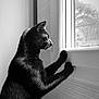 Carbone a rejoint le concours — aidez-le/la à gagner de superbes lots ! black_cat, cat, window, indoor, monochrome, black_and_white, pet, feline, paw, whiskers, fur, looking_out, texture, light, shadow, animal, curious, profile, close_up, domestic_animal