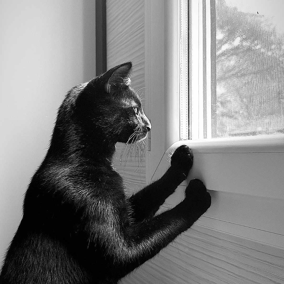 Carbone a rejoint le concours — aidez-le/la à gagner de superbes lots ! animal, black_and_white, black_cat, cat, close_up, curious, domestic_animal, feline, fur, indoor, light, looking_out, monochrome, paw, pet, profile, shadow, texture, whiskers, window