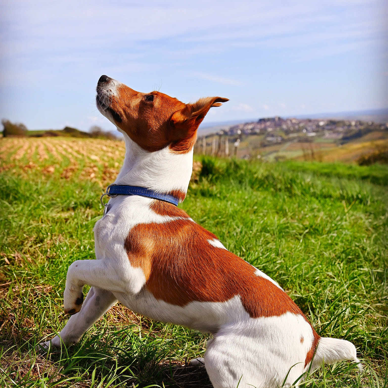 Sasha participe au concours pour gagner de l'argent avec cette photo : accessories, animal, beagle, canine, chihuahua, countryside, dog, field, grass, grassland, hound, leash, nature, outdoors, pet, plant, pointer, puppy, strap, terrier