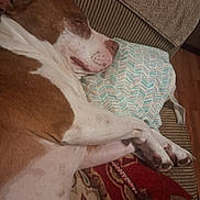 Rebel joined the competition — help win amazing prizes! dog, sleeping, couch, pillow, blanket, brown_and_white, pet, indoors, relaxed, cozy, fur, paw, snout, resting, canine, home, carpet, pattern, comfort, napping