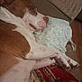 dog, sleeping, couch, pillow, blanket, brown_and_white, pet, indoors, relaxed, cozy, fur, paw, snout, resting, canine, home, carpet, pattern, comfort, napping