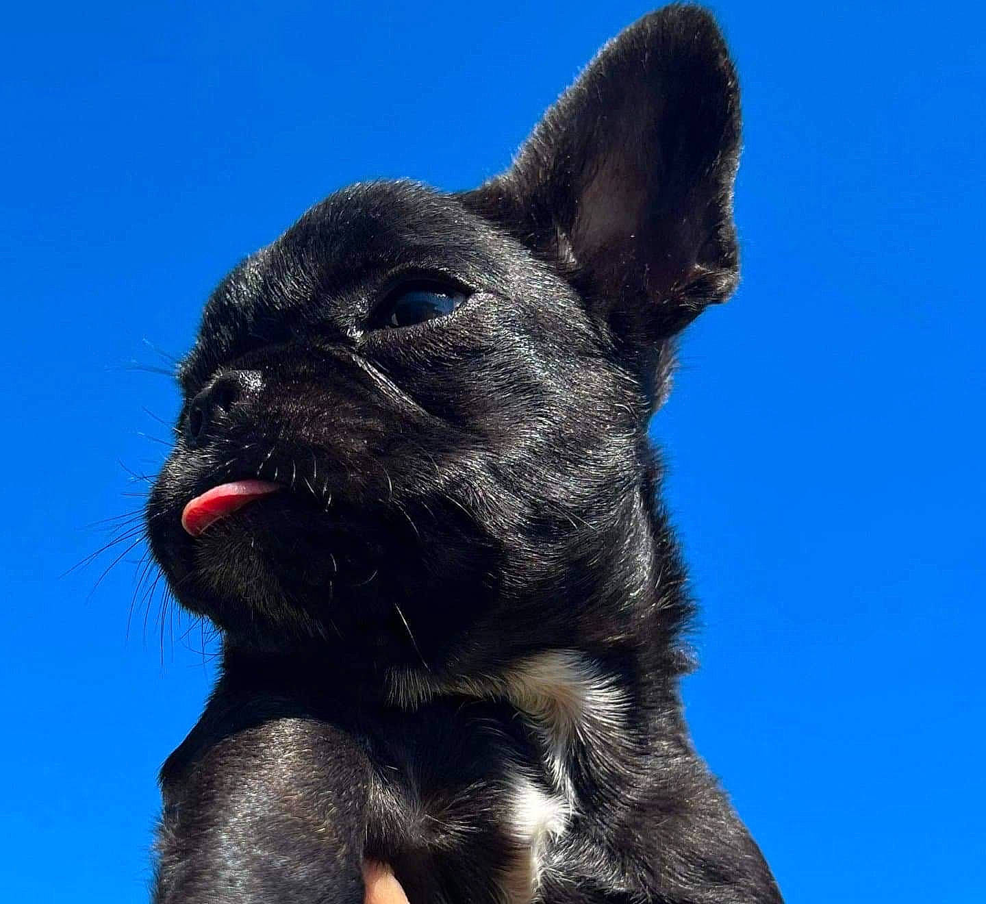 Jerry is registered to the contest to win money with this photo: canidae, carnivore, collar, dog, dog_breed, electric_blue, fawn, felidae, fur, liver, non_sporting_group, sky, snout, terrestrial_animal, tree, whiskers, wildlife, window, wrinkle