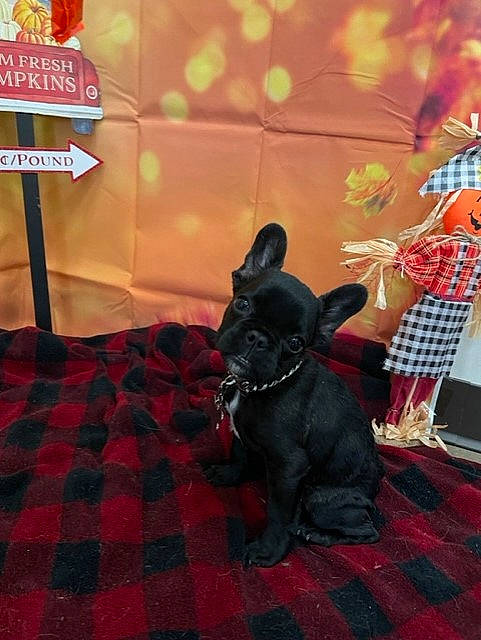 Jerry joined the competition — help win amazing prizes! carmine, carnivore, carpet, comfort, companion_dog, dog, dog_breed, event, felidae, floor, flooring, fur, linens, logo, pattern, plaid, room, sporting_group, tail, tartan