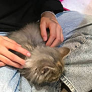 Vaïa a rejoint le concours — aidez-le/la à gagner de superbes lots ! cat, pet, hands, lap, jeans, black_clothing, furry, gray_cat, indoor, litter_box, pink, person, comfort, relaxation, fur, animal, domestic, cozy, casual, touch