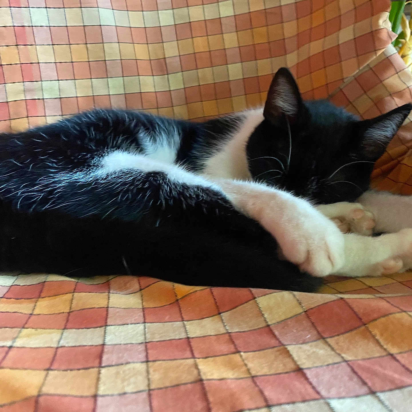 Sitou a rejoint le concours — aidez-le/la à gagner de superbes lots ! animal, black_and_white, blanket, cat, comfort, cozy, cute, domestic_animal, feline, fur, home, indoor, nap, paws, pet, quiet, relaxing, resting, sleeping, whiskers