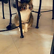 Chantilly a rejoint le concours — aidez-le/la à gagner de superbes lots ! accessory, animal, cat, chair, curious, cute, feline, floor, funny, glasses, home, indoor, looking, pet, playful, sitting, small, tabby, white_paws, young