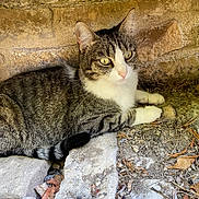 Chantilly a rejoint le concours — aidez-le/la à gagner de superbes lots ! cat, tabby, animal, pet, outdoor, rock, stone, nature, resting, feline, ears, whiskers, eyes, paw, ground, leaf, texture, closeup, quiet, shade