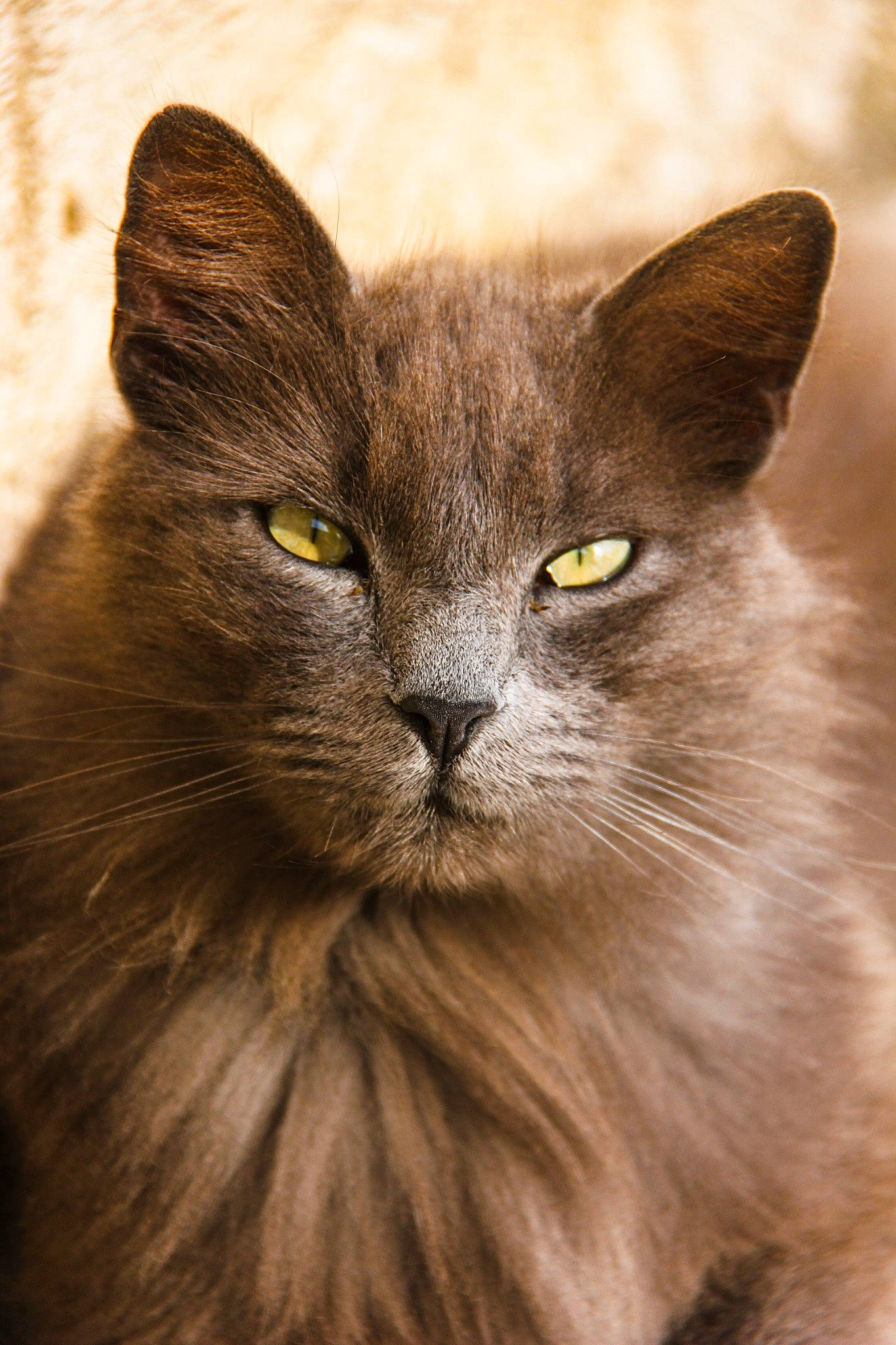 Lucifer a rejoint le concours — aidez-le/la à gagner de superbes lots ! british_longhair, carnivore, cat, close_up, domestic_short_haired_cat, eye, fawn, felidae, fur, grey, head, small_to_medium_sized_cats, snout, tail, terrestrial_animal, whiskers, wildlife, window, wood