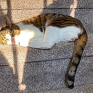 Cooper joined the competition — help win amazing prizes! cat, tabby, sunlight, carpet, stairs, sleeping, pet, feline, animal, resting, indoor, cozy, shadows, relaxation, whiskers, tail, cute, domestic, napping, fur