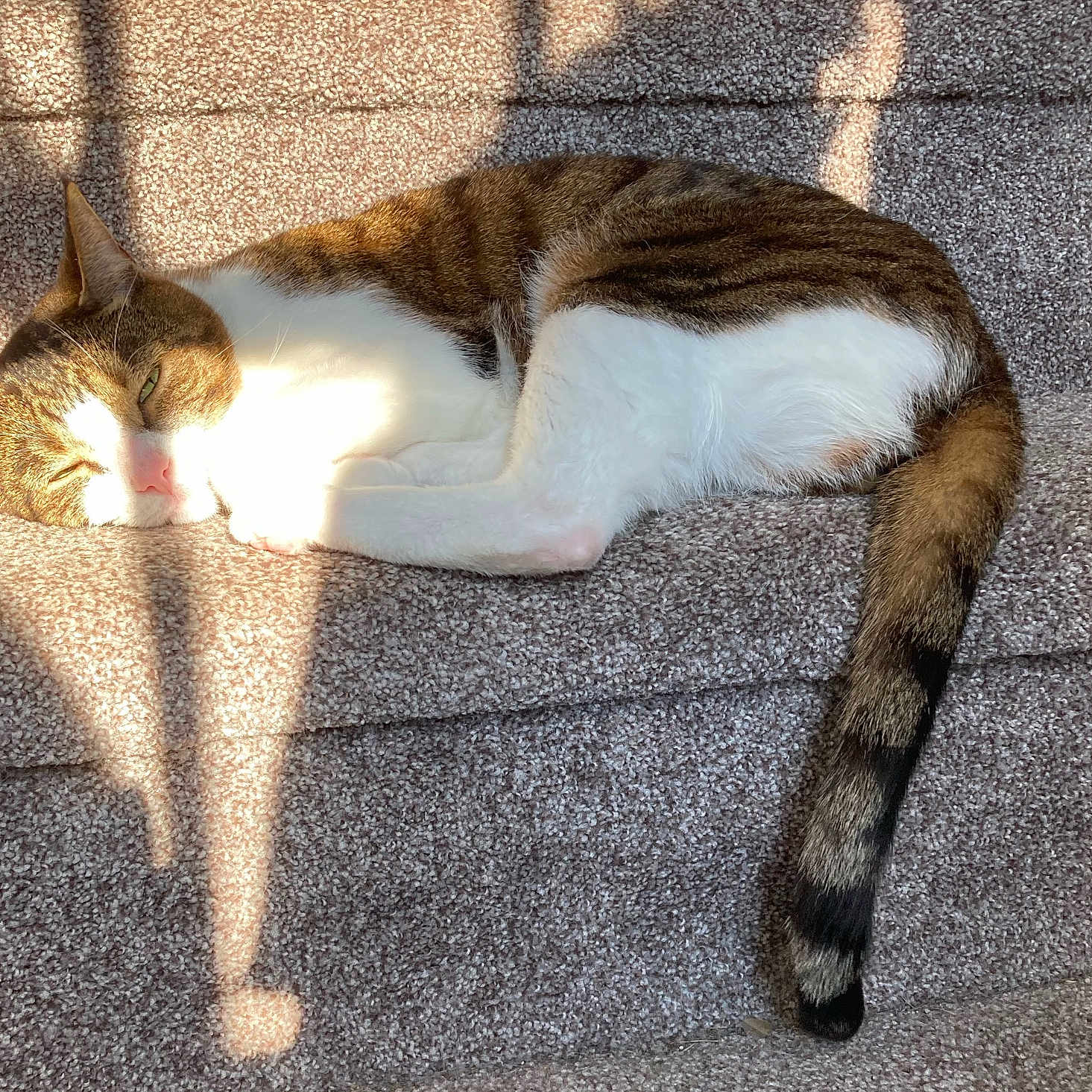 Cooper joined the competition — help win amazing prizes! animal, carpet, cat, cozy, cute, domestic, feline, fur, indoor, napping, pet, relaxation, resting, shadows, sleeping, stairs, sunlight, tabby, tail, whiskers