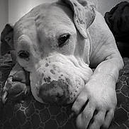 Dozer joined the competition — help win amazing prizes! dog, close_up, black_and_white, lying_down, paw, relaxed, sleepy, indoor, pet, canine, animal, face, resting, fur, snout, ears, bed, comfort, quiet, calm