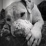 dog, close_up, black_and_white, lying_down, paw, relaxed, sleepy, indoor, pet, canine, animal, face, resting, fur, snout, ears, bed, comfort, quiet, calm