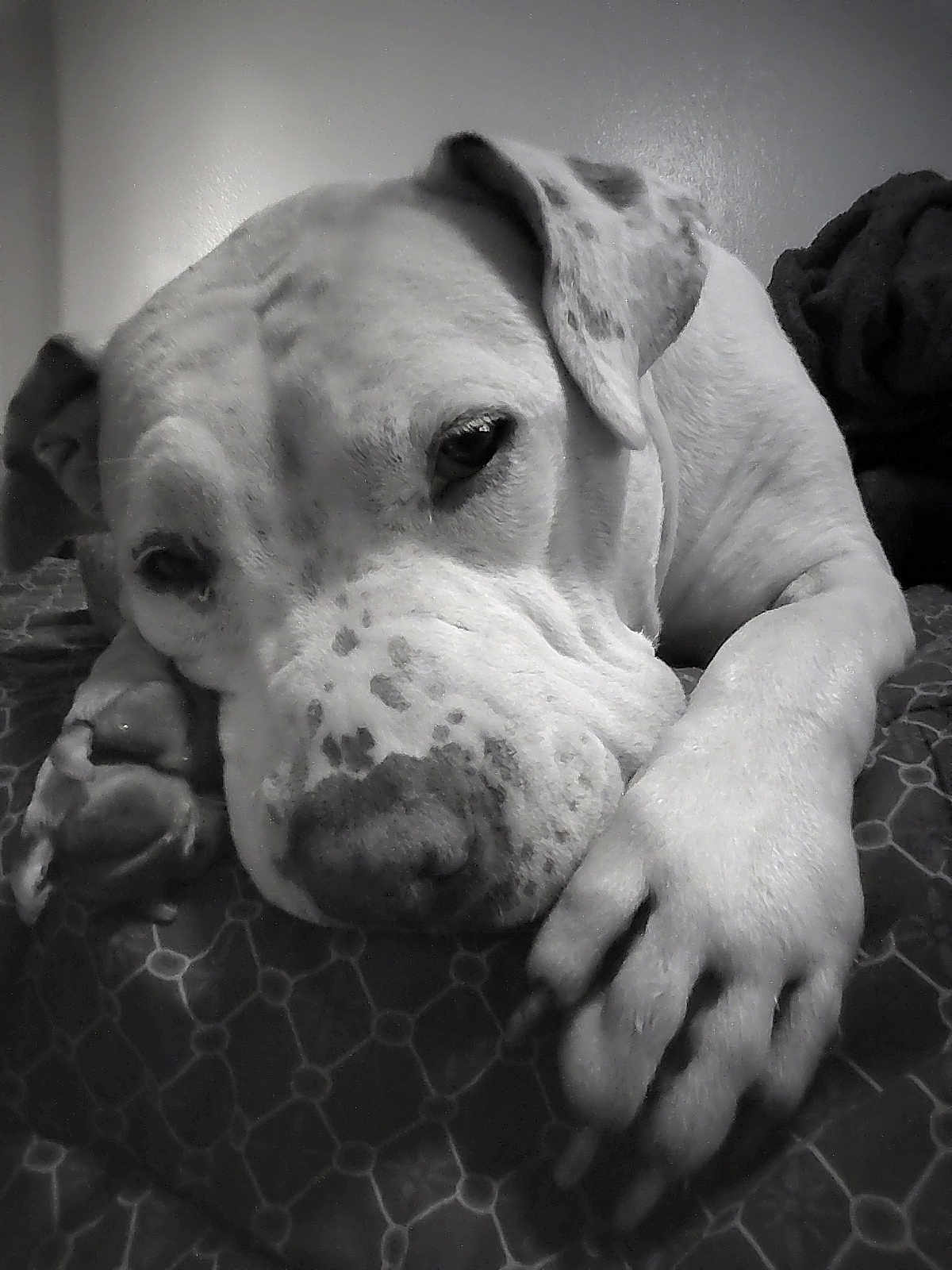 Dozer joined the competition — help win amazing prizes! dog, close_up, black_and_white, lying_down, paw, relaxed, sleepy, indoor, pet, canine, animal, face, resting, fur, snout, ears, bed, comfort, quiet, calm