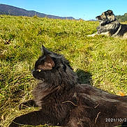 Craspouette a rejoint le concours — aidez-le/la à gagner de superbes lots ! black_cat, dog, grass, field, mountain, outdoor, sunlight, animal, pet, nature, mammal, relaxing, lying_down, daytime, fur, scenery, sky, peaceful, fluffy, landscape