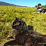 black_cat, dog, grass, field, mountain, outdoor, sunlight, animal, pet, nature, mammal, relaxing, lying_down, daytime, fur, scenery, sky, peaceful, fluffy, landscape