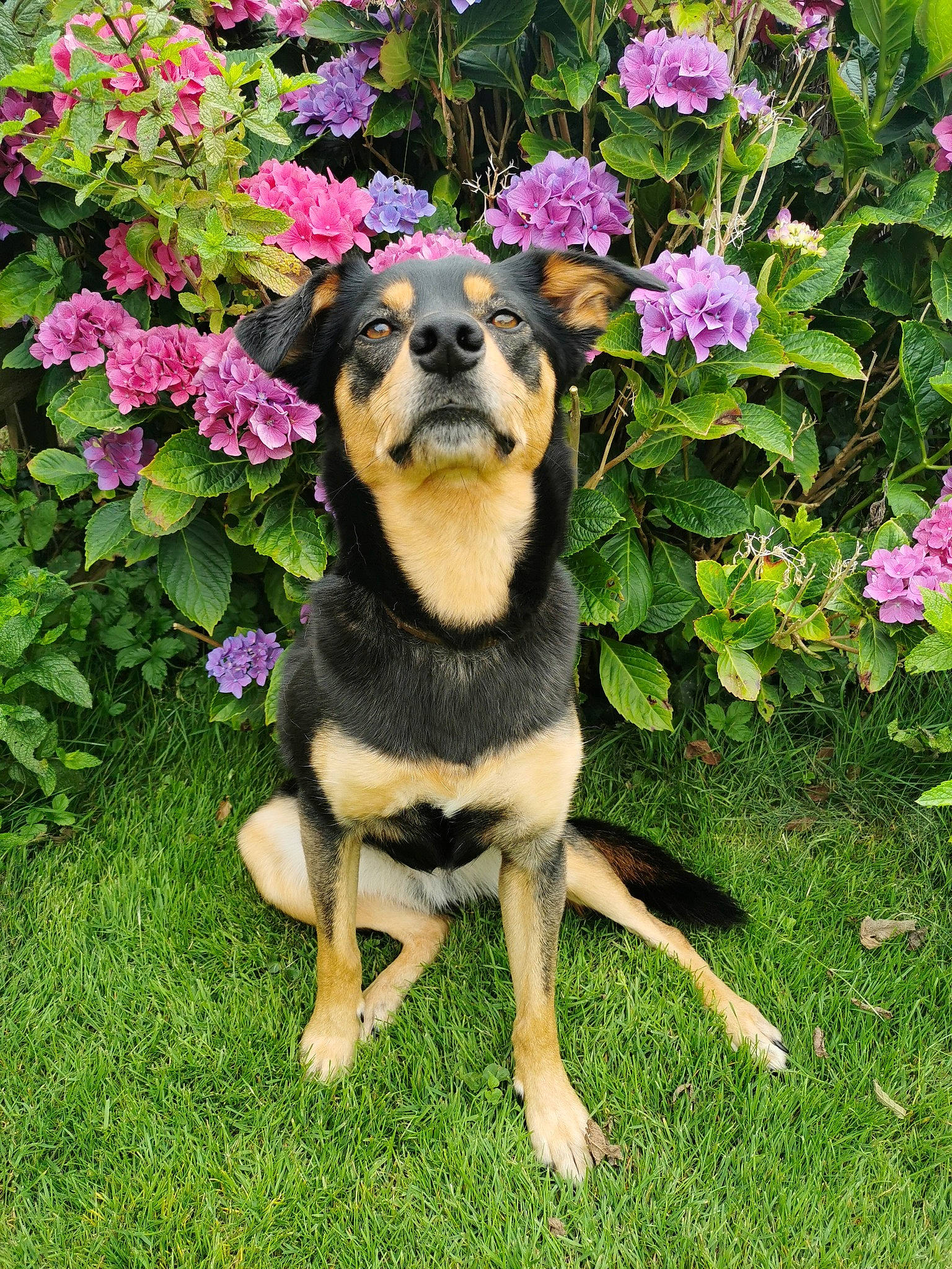 Mylà a rejoint le concours — aidez-le/la à gagner de superbes lots ! australian_kelpie, black_and_tan_terrier, canidae, carlin_pinscher, carnivore, companion_dog, dog, dog_breed, english_shepherd, fawn, flower, grass, mammal, plant, puppy, rare_breed_dog, rottweiler, working_dog